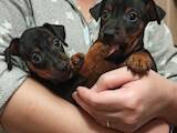 Собаки, щенки Пинчер, цена 4000 Грн., Фото