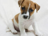 Собаки, щенки Джек Рассел терьер, цена 10000 Грн., Фото
