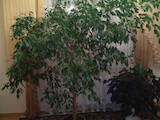 Домашние растения Фикусы, цена 1500 Грн., Фото