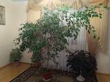 Домашні рослини Фікуси, ціна 1500 Грн., Фото