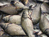 Продовольствие Рыба и рыбопродукты, цена 40 Грн./кг., Фото