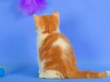 Кошки, котята Шотландская короткошерстная, цена 4200 Грн., Фото