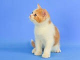 Кошки, котята Шотландская короткошерстная, цена 4200 Грн., Фото