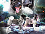 Собаки, щенята Американський акіта, ціна 30000 Грн., Фото