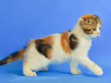 Кішки, кошенята Шотландська висловуха, ціна 8000 Грн., Фото