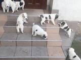 Собаки, щенки Среднеазиатская овчарка, цена 3500 Грн., Фото