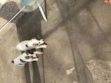 Собаки, щенята Середньоазіатська вівчарка, ціна 3500 Грн., Фото