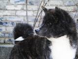 Собаки, щенята Акіта-іну, ціна 10000 Грн., Фото
