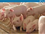 Животноводство,  Сельхоз животные Свиньи, цена 120 Грн., Фото