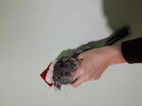 Грызуны Шиншиллы, цена 1 Грн., Фото