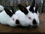 Животноводство,  Сельхоз животные Кролики, Нутрии, цена 110 Грн., Фото