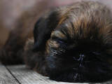 Собаки, щенки Бельгийский гриффон, цена 12300 Грн., Фото