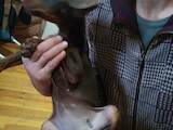 Собаки, щенята Доберман, ціна 3000 Грн., Фото