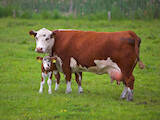 Животноводство,  Сельхоз животные Крупно-рогатый скот, Фото