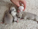 Собаки, щенки Чихуа-хуа, цена 7000 Грн., Фото