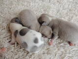 Собаки, щенки Чихуа-хуа, цена 7000 Грн., Фото