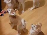 Собаки, щенки Акита-ину, цена 8700 Грн., Фото