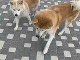 Собаки, щенята Акіта-іну, ціна 8700 Грн., Фото