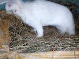 Гризуни Кролики, ціна 800 Грн., Фото