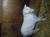 Тваринництво,  Сільгосп тварини Кози, ціна 1000 Грн., Фото