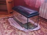 Рибки, акваріуми Акваріуми і устаткування, ціна 1000 Грн., Фото