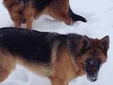 Собаки, щенята Німецька вівчарка, ціна 10000 Грн., Фото