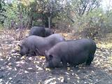 Тваринництво,  Сільгосп тварини Свині, ціна 1100 Грн., Фото
