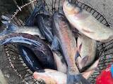 Рыбное хозяйство Рыба живая, мальки, цена 23.50 Грн., Фото