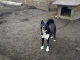 Собаки, щенки Русско-Европейская лайка, цена 3500 Грн., Фото