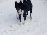 Собаки, щенята Російсько-Європейська лайка, ціна 3500 Грн., Фото