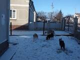 Собаки, щенки Русско-Европейская лайка, цена 1600 Грн., Фото