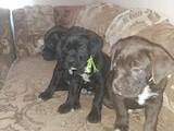 Собаки, щенки Кане Корсо, цена 5000 Грн., Фото