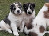 Собаки, щенки Среднеазиатская овчарка, цена 5000 Грн., Фото