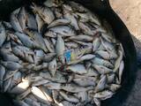 Рибне господарство Риба жива, мальки, ціна 50 Грн., Фото