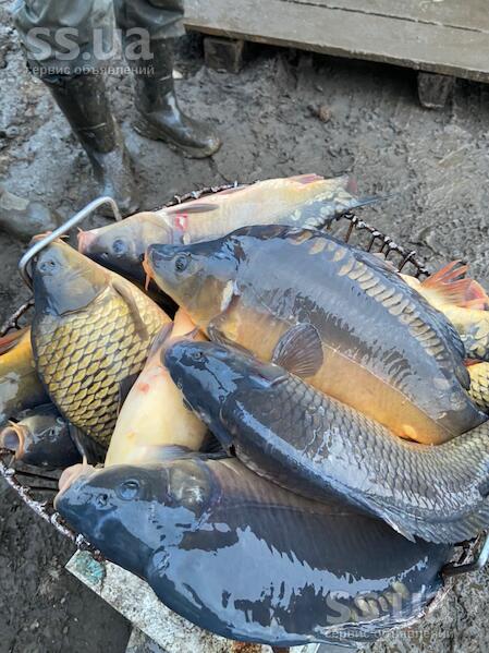 Купить Живого Карпа Воронеж