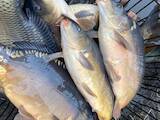 Рыбное хозяйство Рыба живая, мальки, цена 10 Грн., Фото