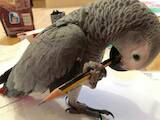 Папуги й птахи Папуги, ціна 1000 Грн., Фото