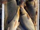 Рыбное хозяйство Рыба живая, мальки, цена 53 Грн., Фото