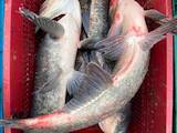 Рибне господарство Риба жива, мальки, ціна 24 Грн., Фото