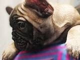 Собаки, щенята Французький бульдог, ціна 15000 Грн., Фото