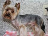 Собаки, щенята Послуги перукаря, миття, ціна 180 Грн., Фото
