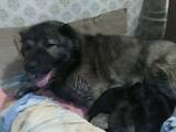 Собаки, щенята Кавказька вівчарка, ціна 6000 Грн., Фото