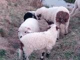 Животноводство,  Сельхоз животные Бараны, овцы, цена 80 Грн., Фото