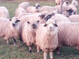 Животноводство,  Сельхоз животные Бараны, овцы, цена 80 Грн., Фото