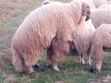 Тваринництво,  Сільгосп тварини Барани, вівці, ціна 80 Грн., Фото