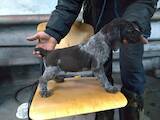 Собаки, щенята Німецька жорсткошерста лягава, ціна 7500 Грн., Фото