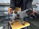 Собаки, щенки Немецкая жесткошерстная легавая, цена 7500 Грн., Фото