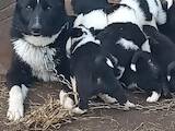 Собаки, щенята Російсько-Європейська лайка, ціна 600 Грн., Фото