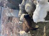 Тваринництво,  Сільгосп тварини Барани, вівці, ціна 35 Грн., Фото