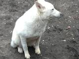 Собаки, щенки Восточно-Сибирская лайка, цена 5000 Грн., Фото